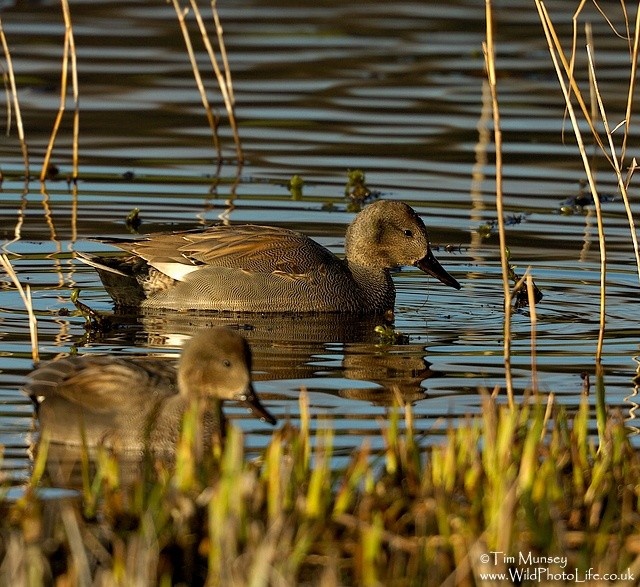 Gadwall Dec 12_05_02.jpg